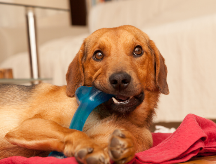 Pet Dental Testimonials $city pet dentistry