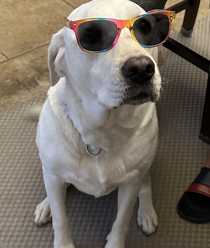 Portrait of Abhinav Avilala