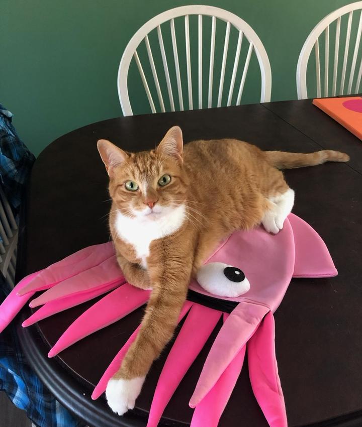 Portrait of CJ Langel