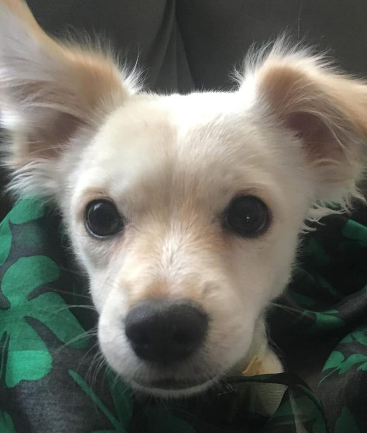 Portrait of Lauren Gilliotti