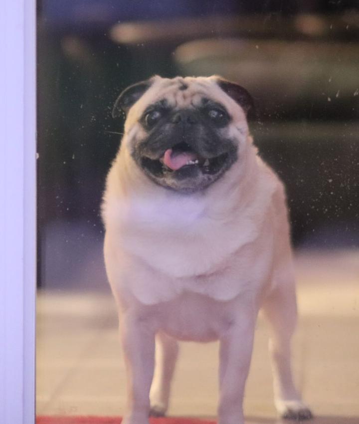 Portrait of Joseph Ruoto