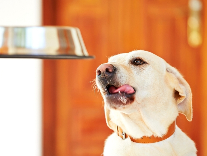 Everything You Need To Know About Dog Nutrition