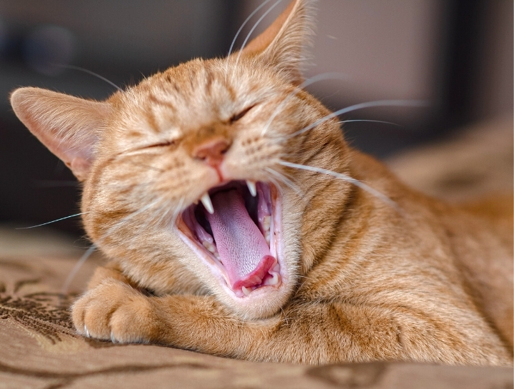 The Feline Five of Dental Disease
